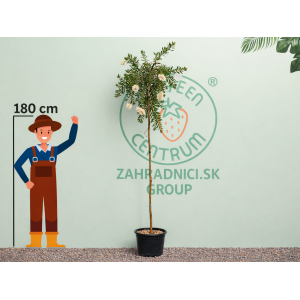 Tyčinkovec kopijovitolistý (Callistemon pallidus) ´BIANCO´ PENDULA - výška 200-220 cm, kont. C15L -  NA KMIENKU, biely